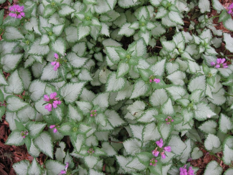 variegated plant with pink flowers
