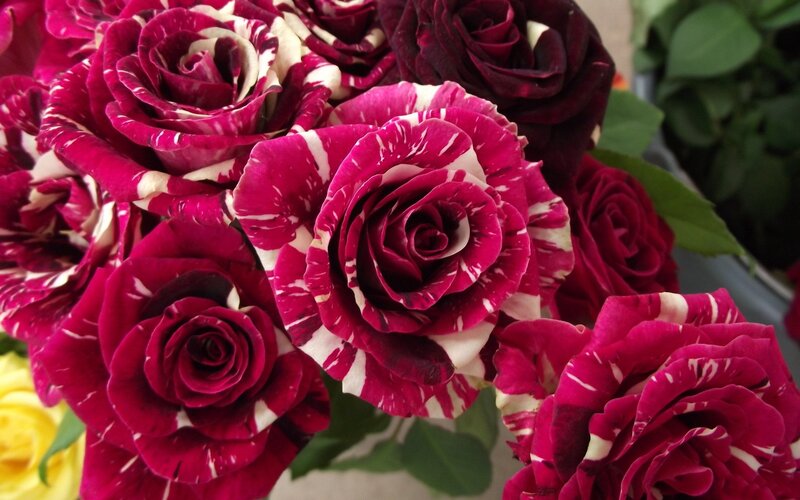 Variegated Red and White Roses