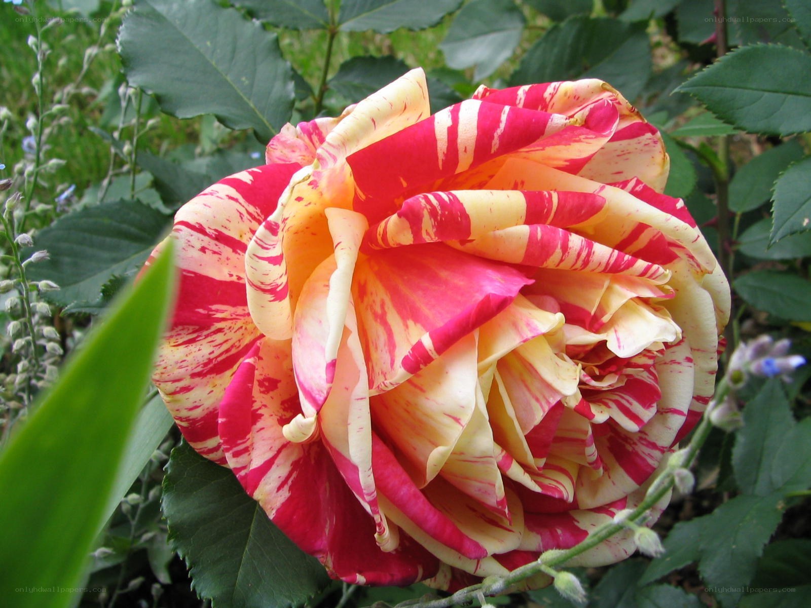 variegated rose flower