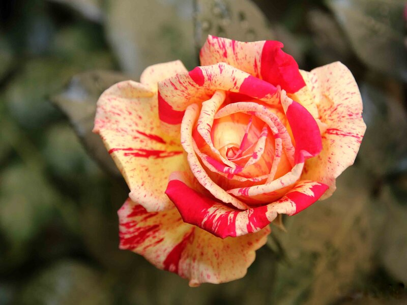 Variegated Rose Flower — Red, Calm