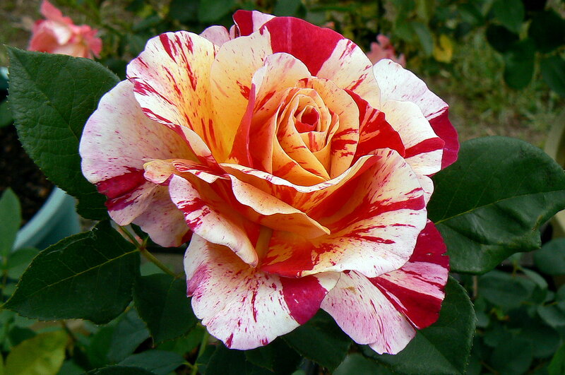 Variegated Rose Flower — Red