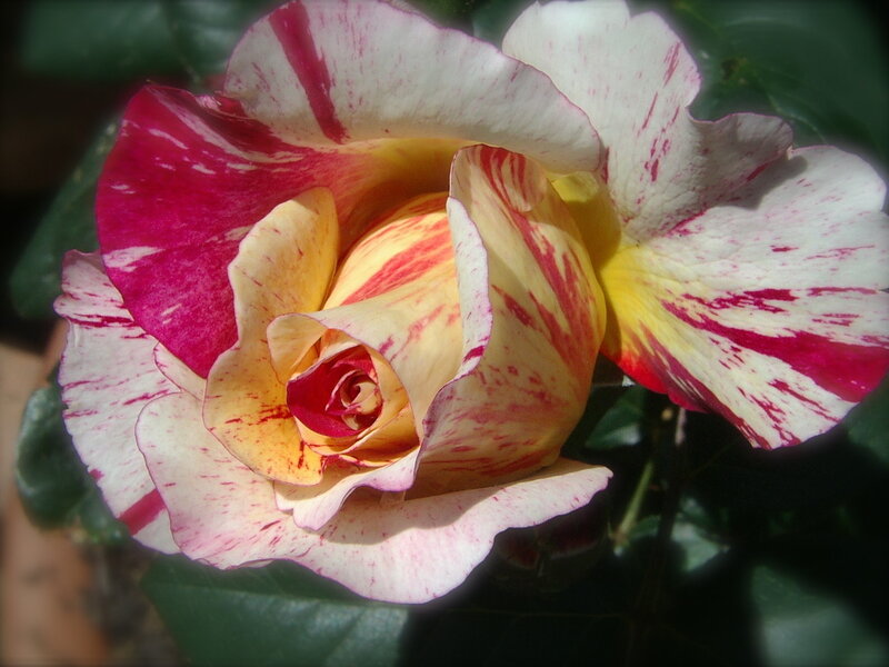 Variegated Rose Flower — White