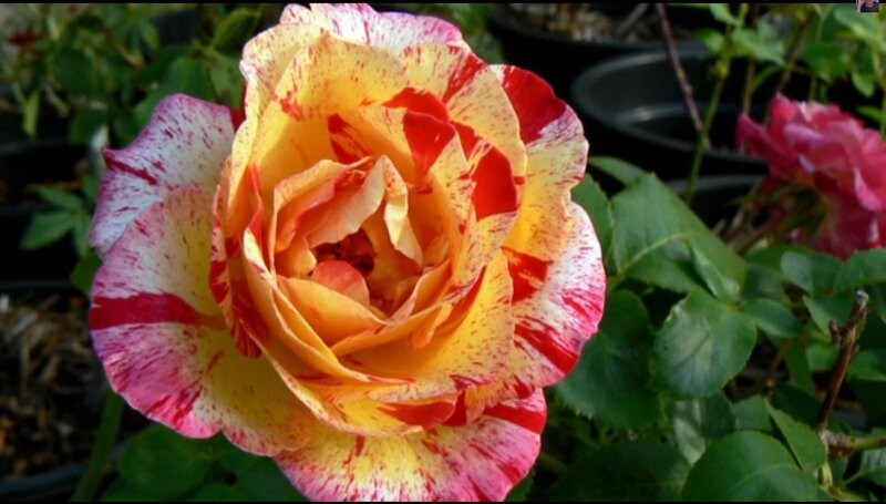 Variegated Rose Flower — Yellow
