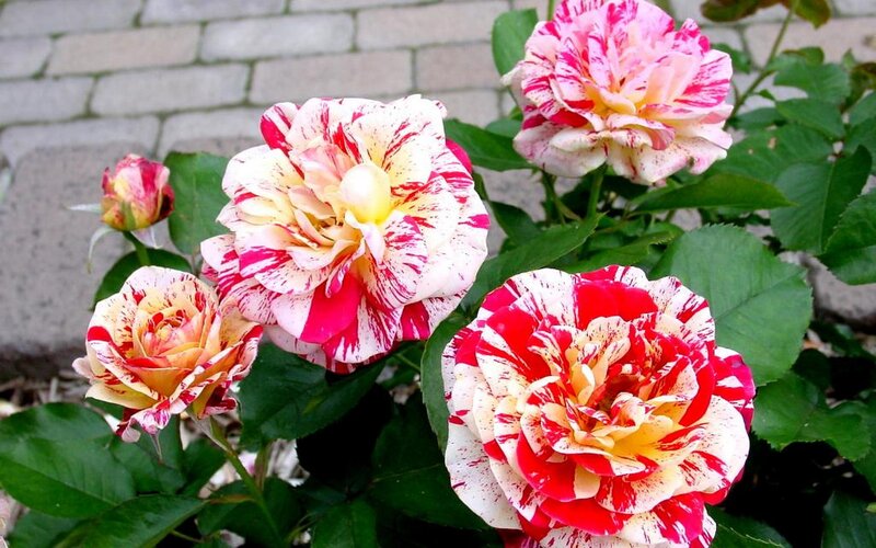 variegated roses in bloom