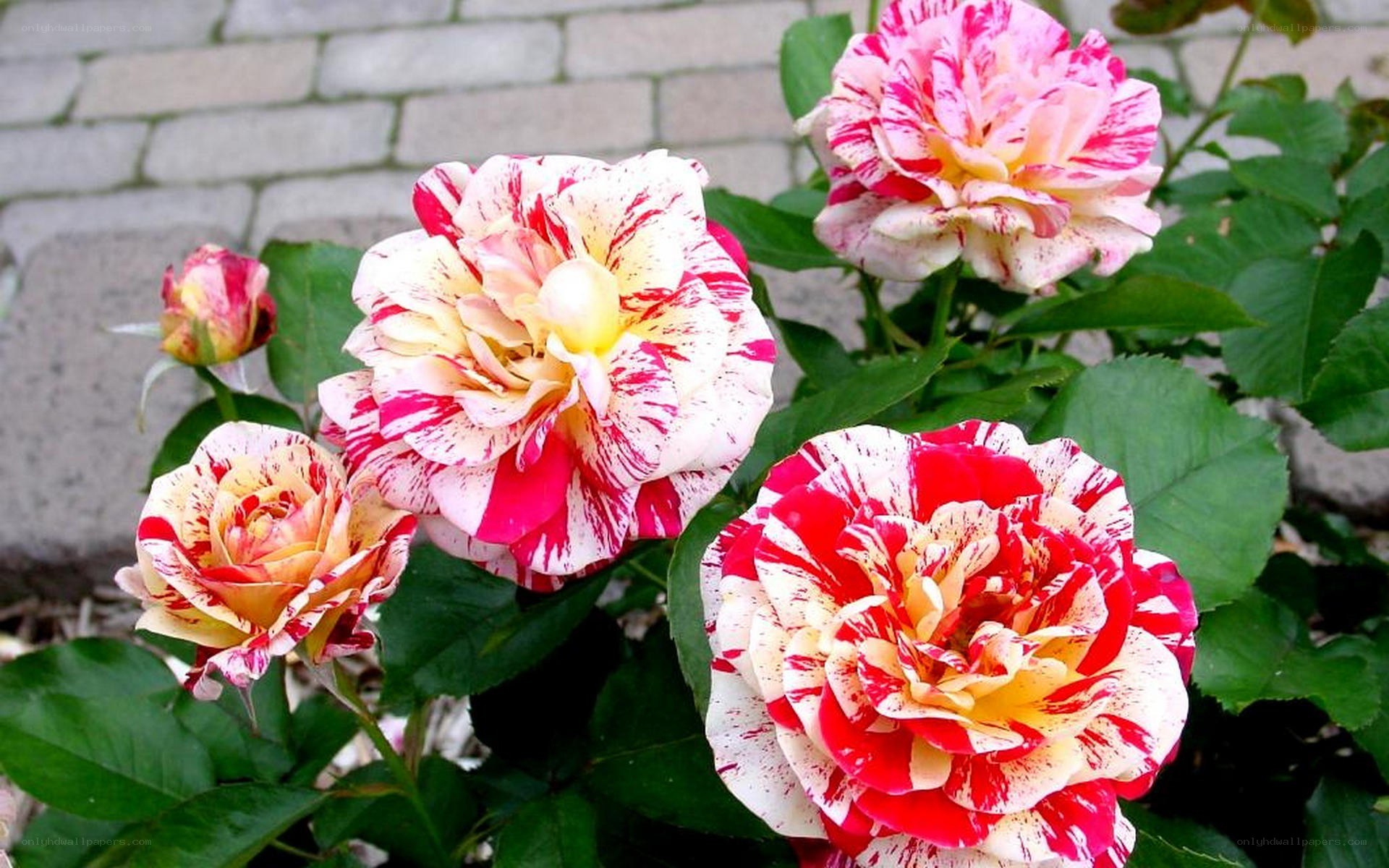 variegated roses in bloom