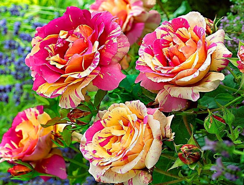 Variegated Roses in Garden