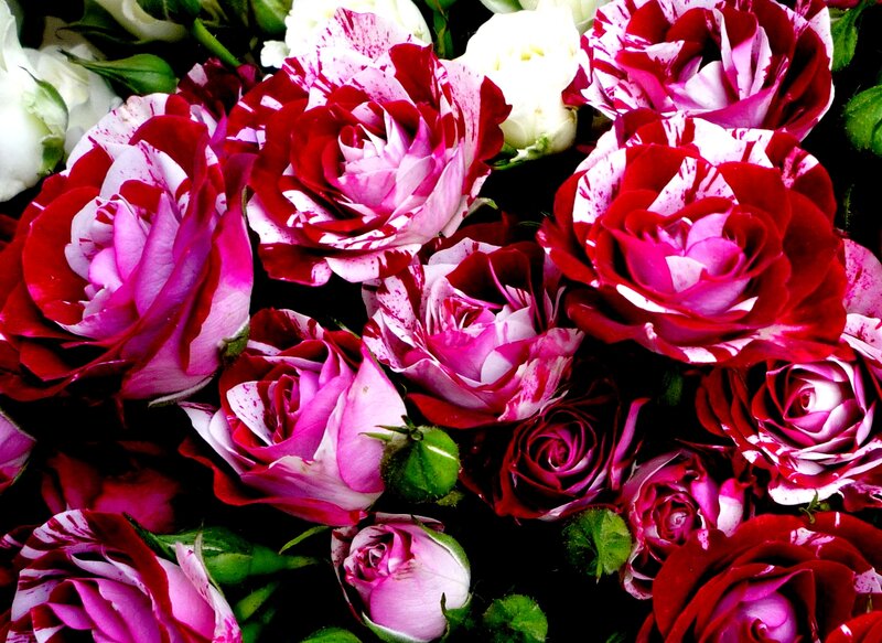Variegated Roses