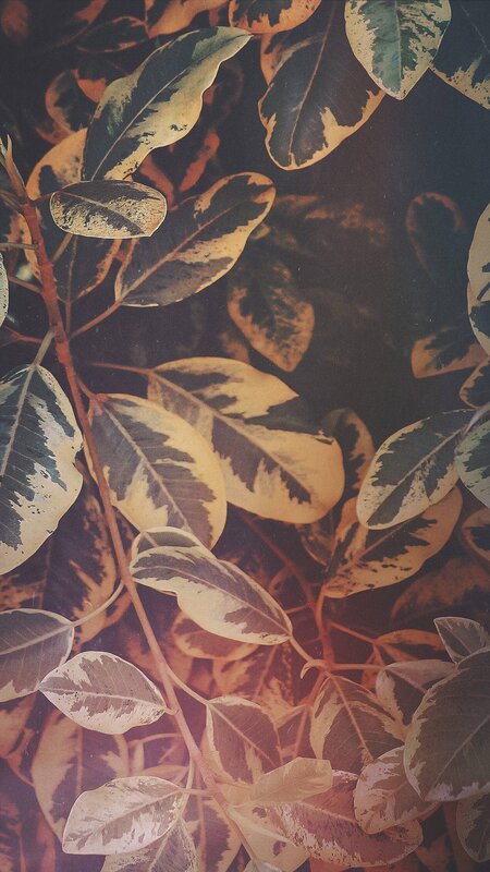 Variegated Rubber Plant Leaves