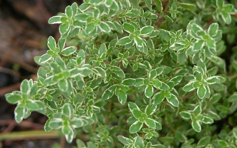 variegated thyme plant
