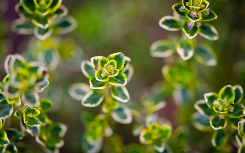 variegated thyme plant close-up