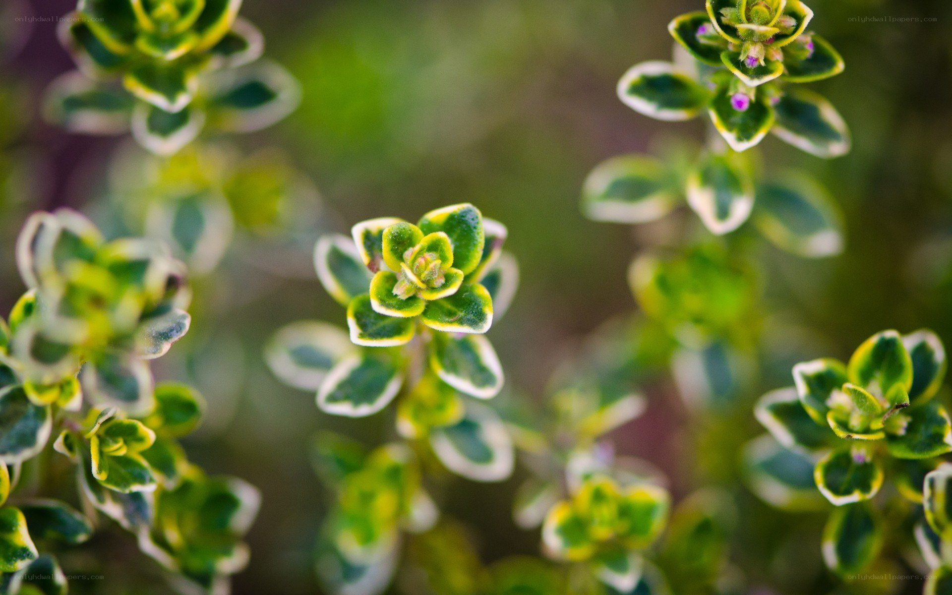 variegated thyme plant close-up