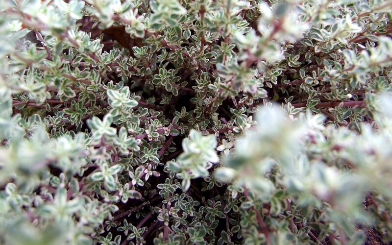 Variegated Thyme Plant — Green, Calm