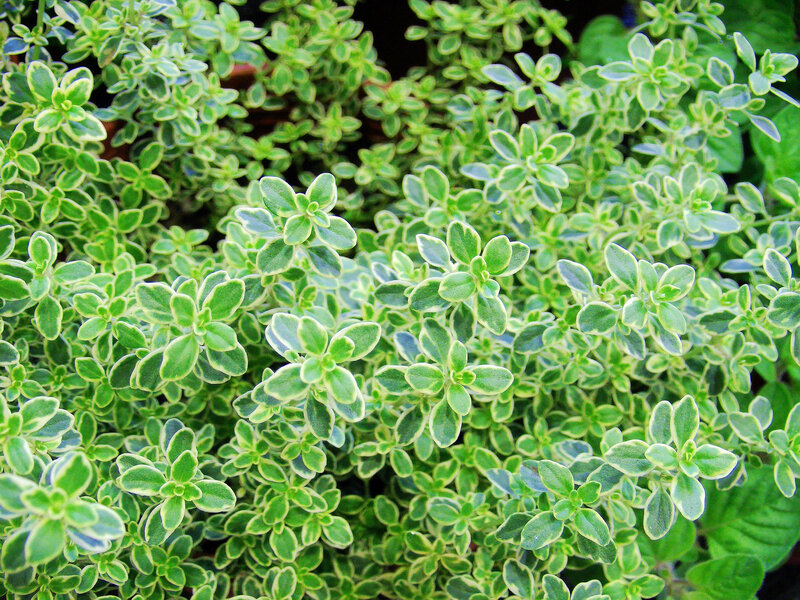Variegated Thyme Plant — Green