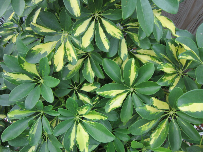 Variegated Umbrella Plant