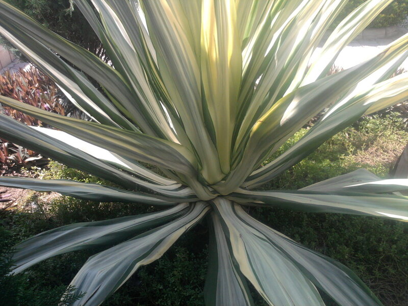 Variegated Yucca Plant