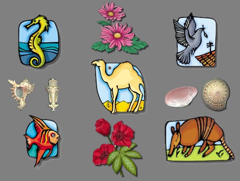 Various Animal and Flower Illustrations