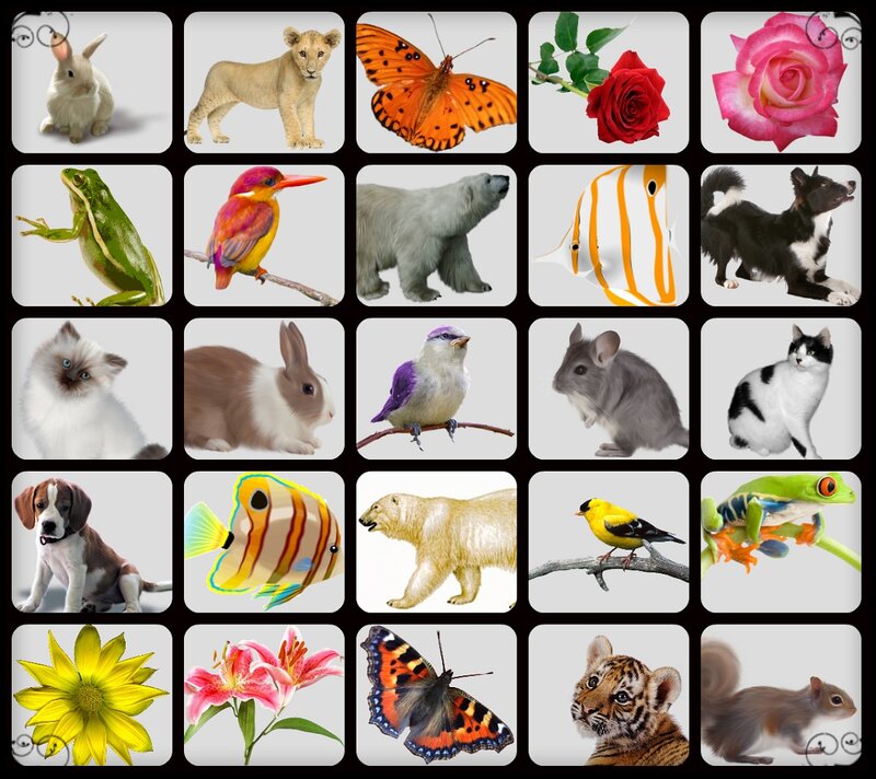 Various Animals and Flowers