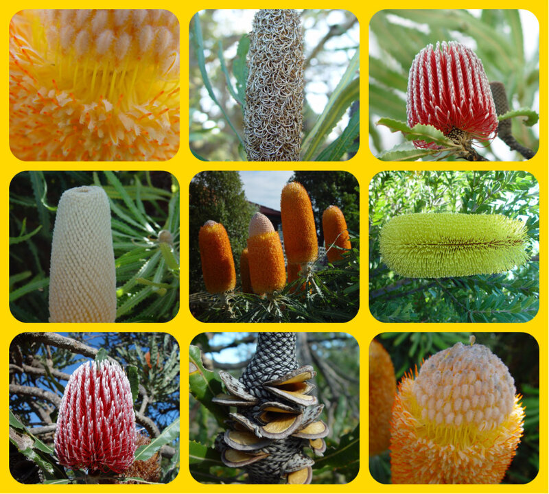 Various Banksia Flowers