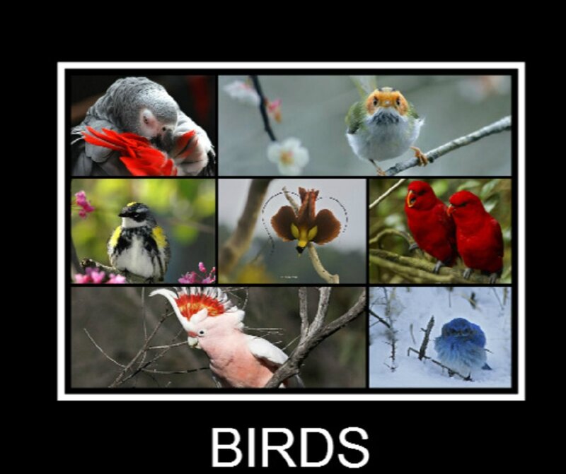 Various Birds Collage