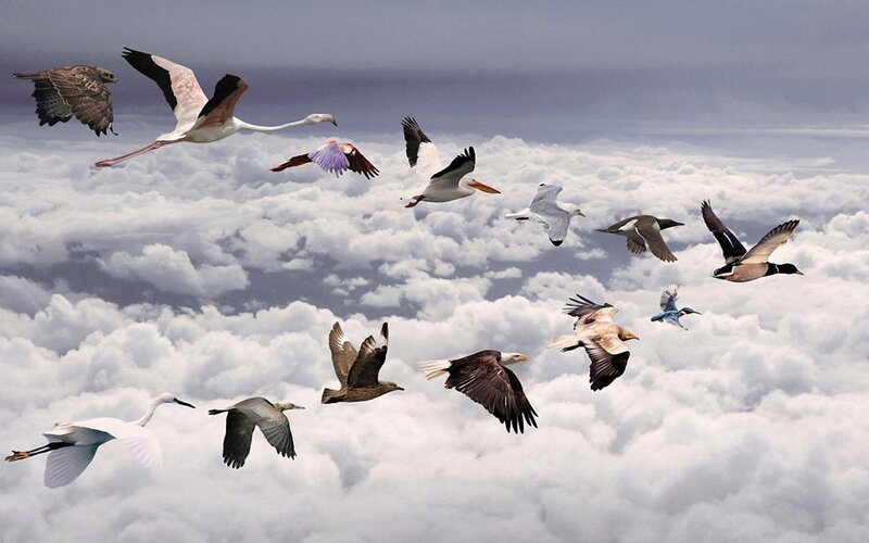 Various Birds Flying