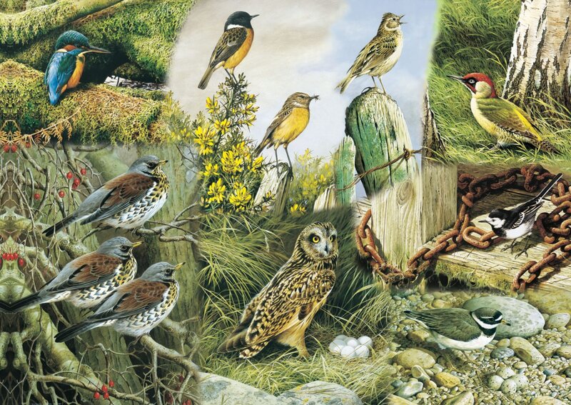Various Birds in Habitat