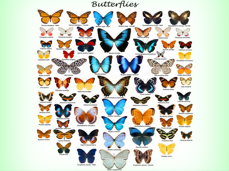 Various Butterfly Species — Blue