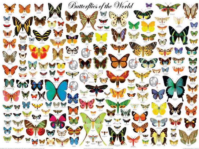 Various Butterfly Species