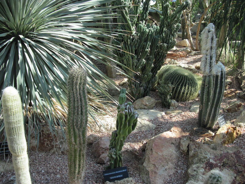 Various Cacti in Garden