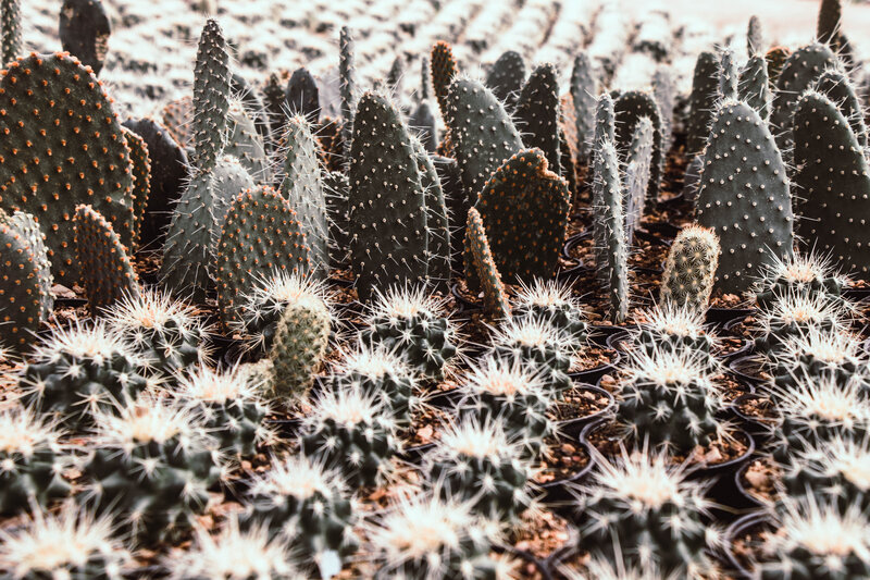 Various Cactus Plants