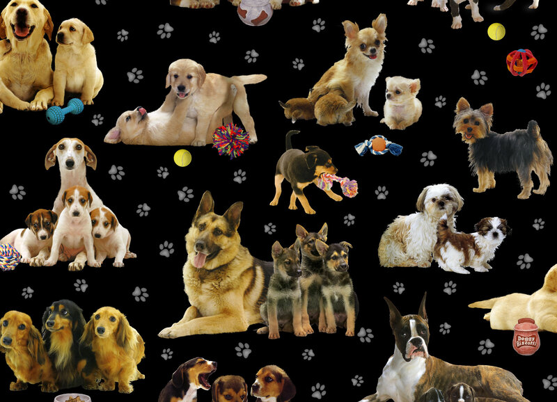 various dog breeds collage