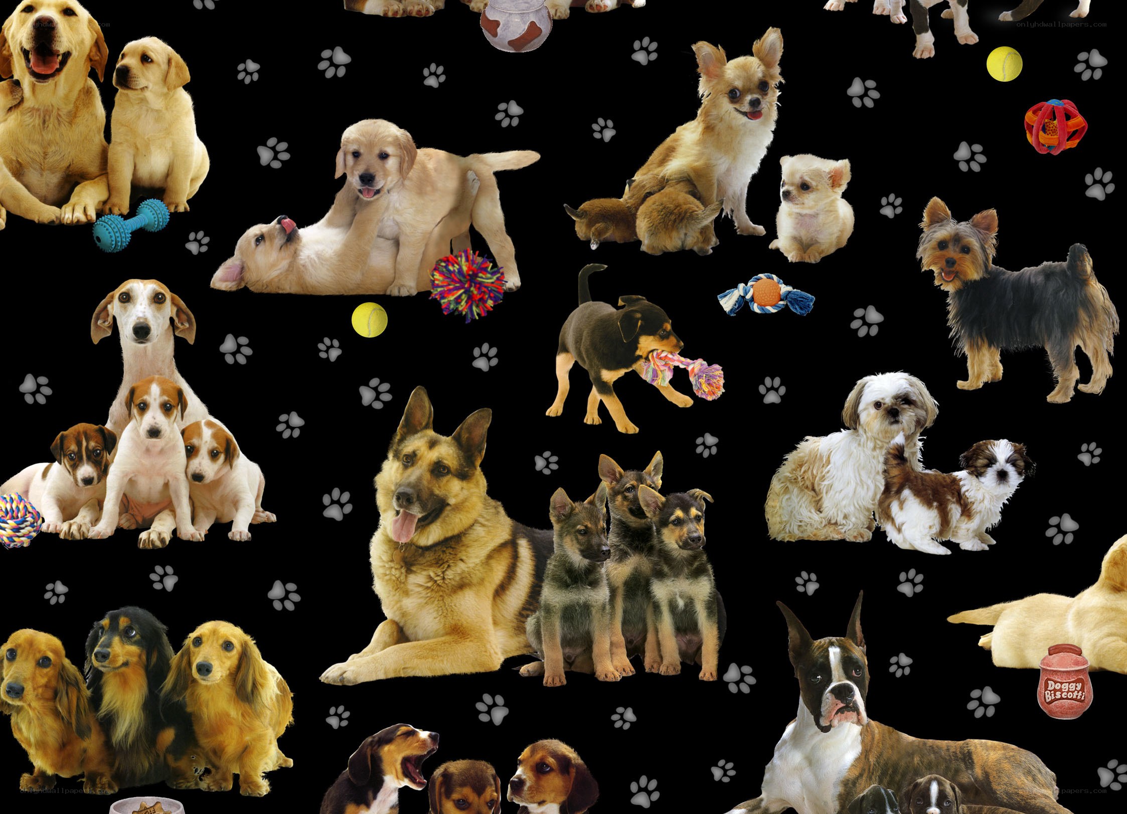 various dog breeds collage