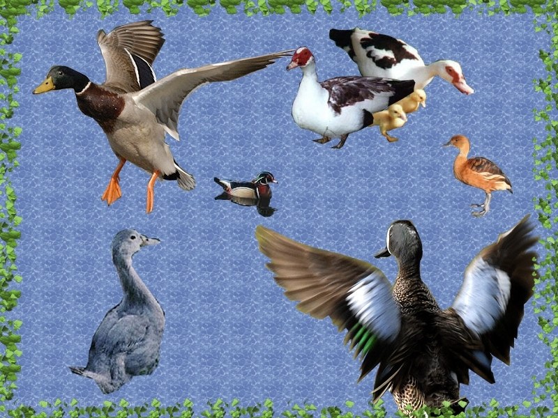 various duck species collage