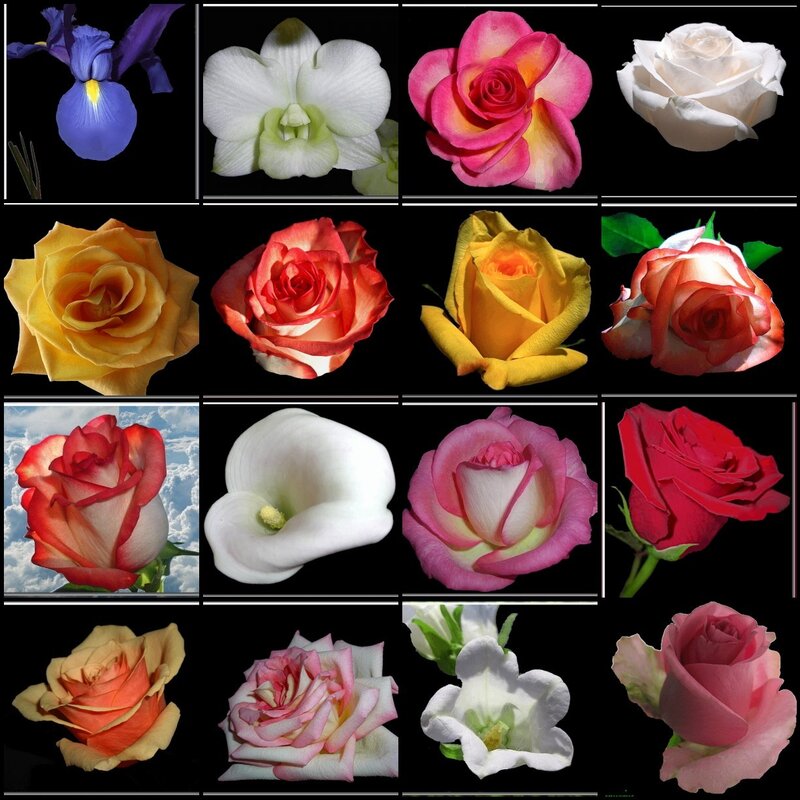 Various Flowers