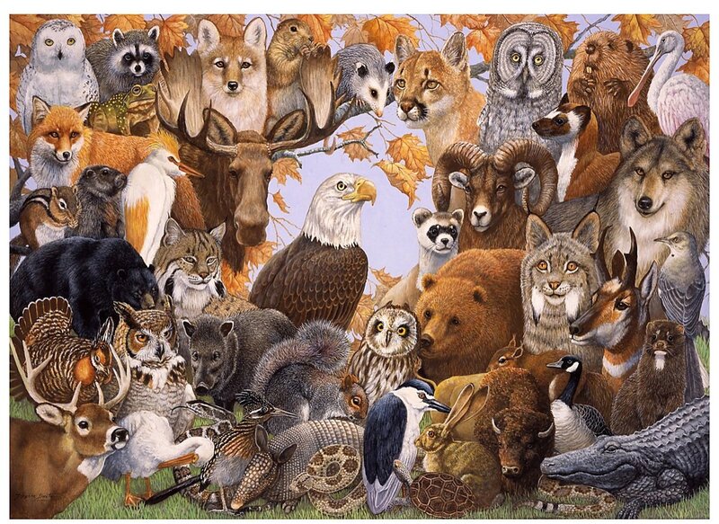 Various Forest Animals