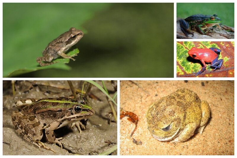 Various Frog Species