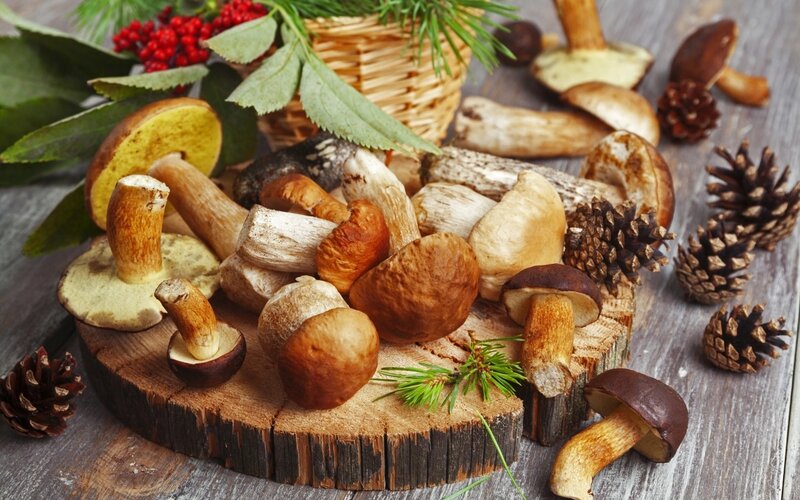 Various Mushrooms on Wood