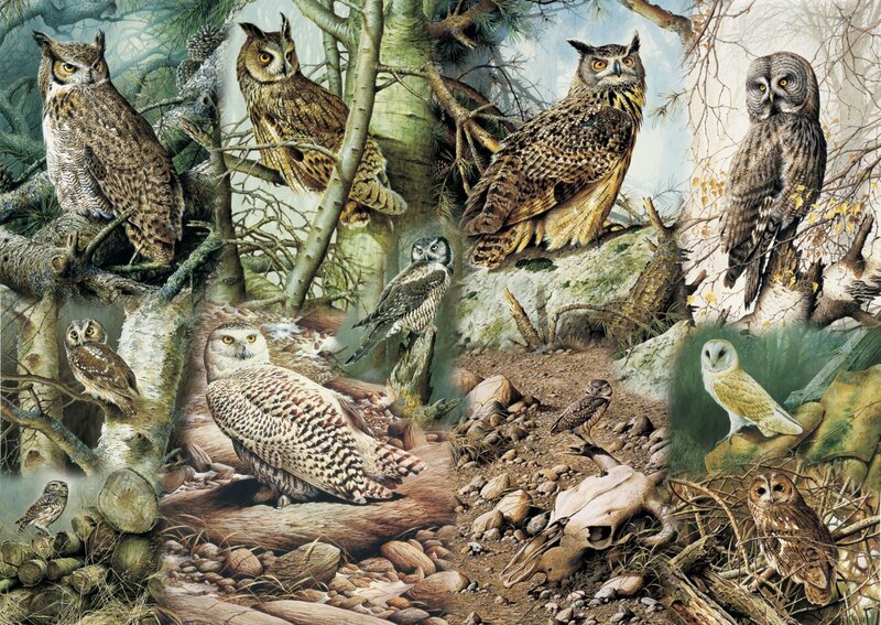 Various Owl Species — Brown