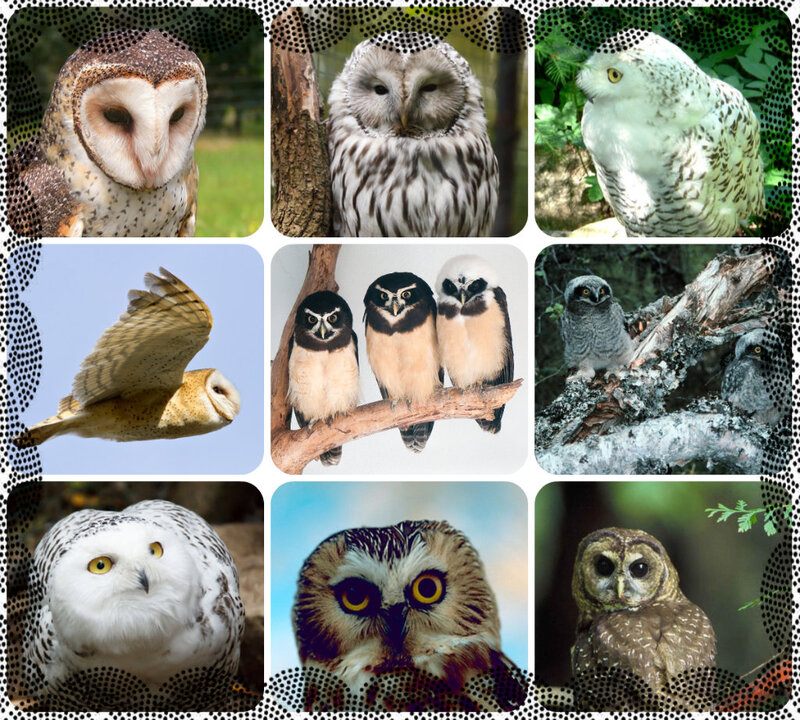 Various Owl Species