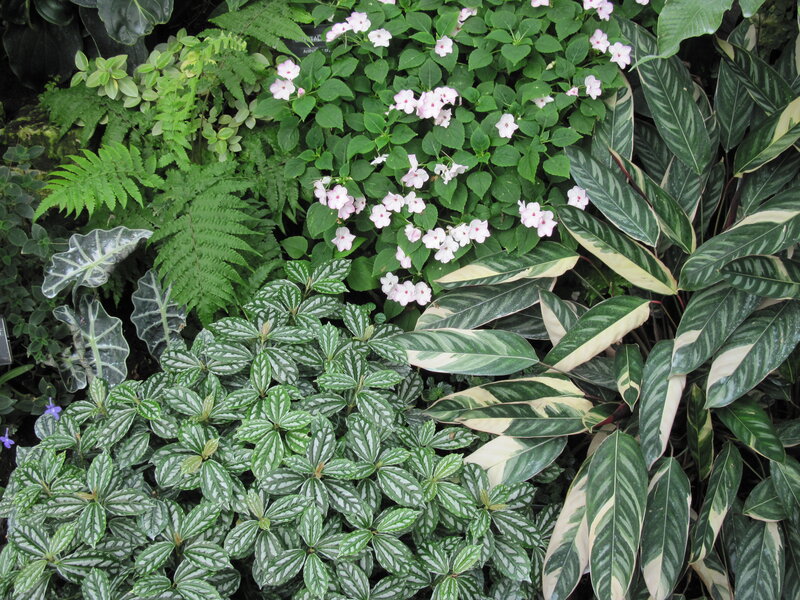 Various Tropical Plants