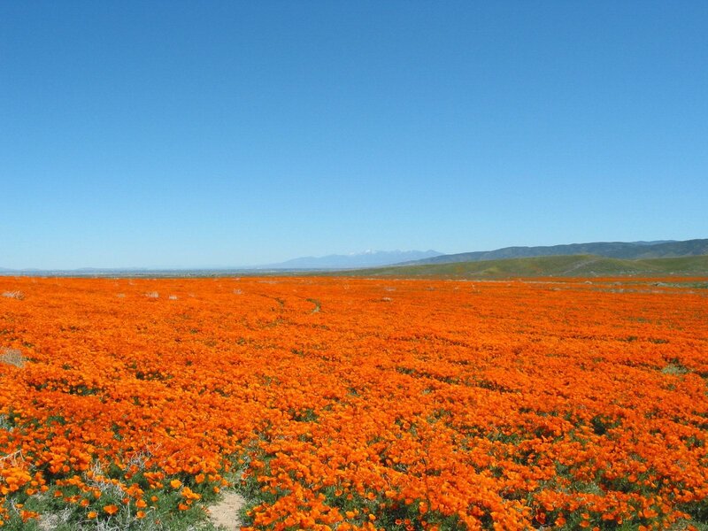 Vast field of orange flowers