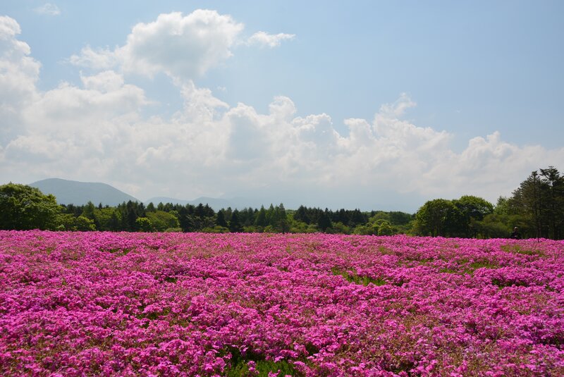 Vast field of pink flowers