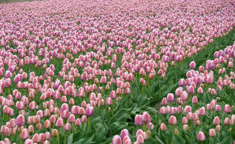 vast field of pink tulips
