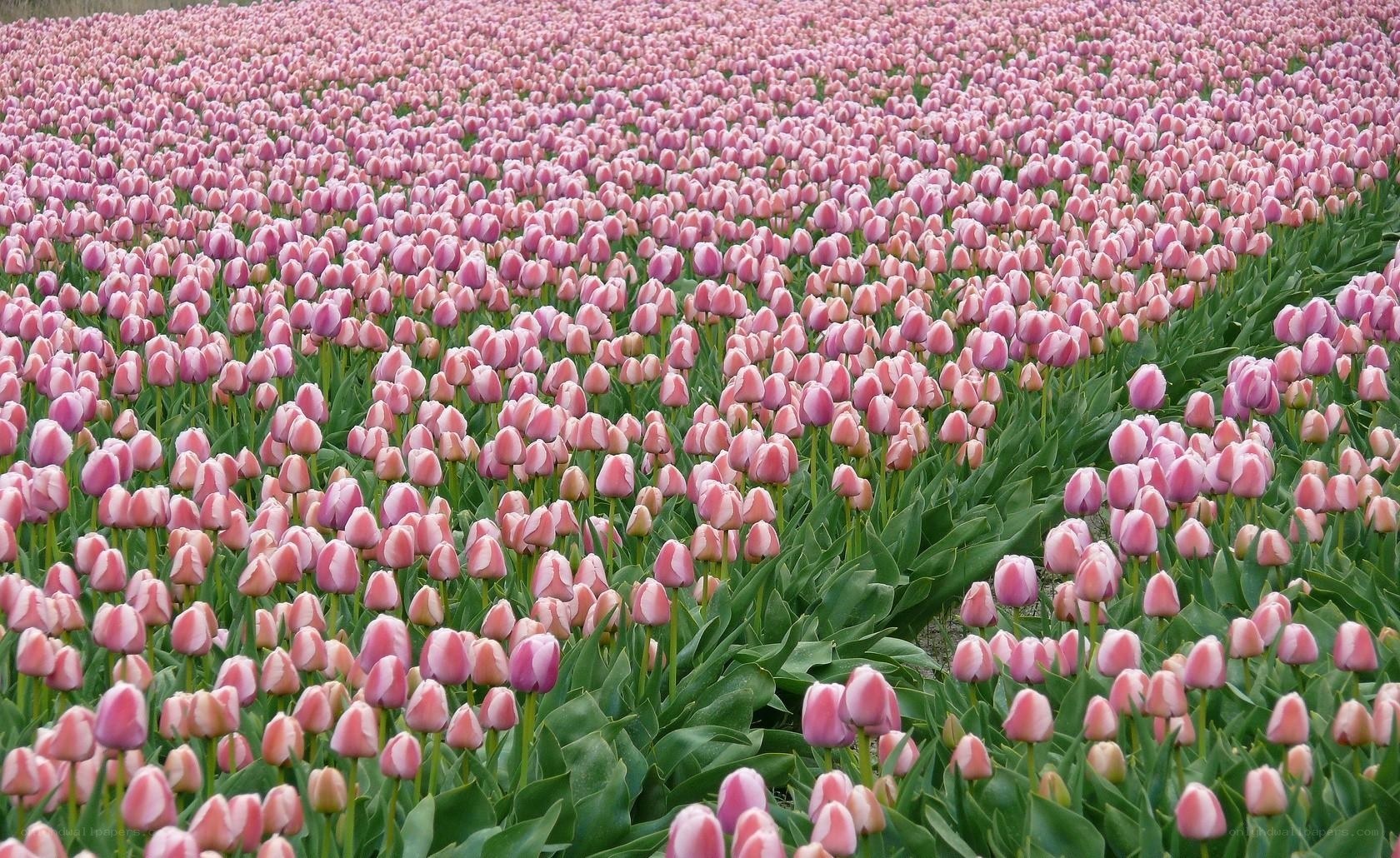 vast field of pink tulips