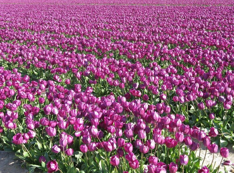 Vast field of purple tulips