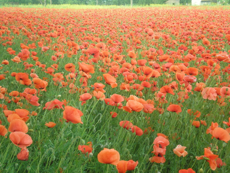 Vast field of red poppies