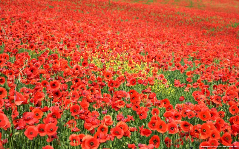 Vast field of red poppies
