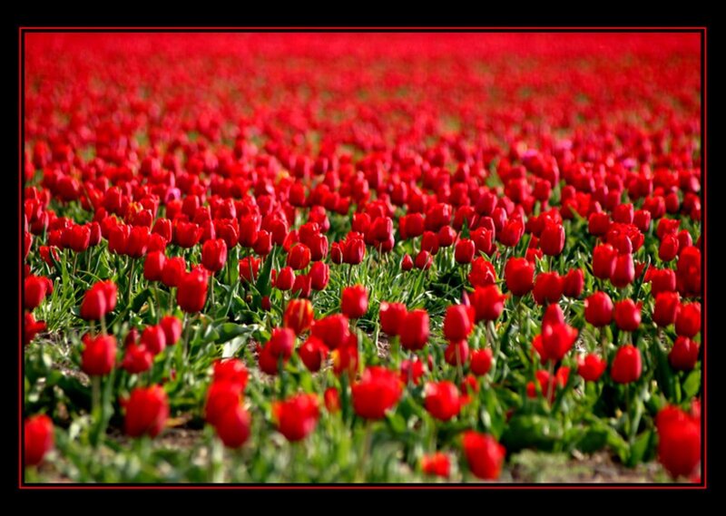 vast field of red tulips