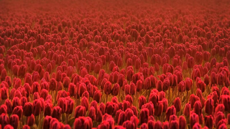 vast field of red tulips