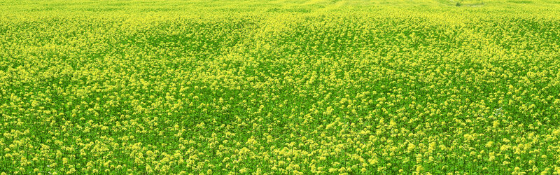 Vast field of yellow flowers