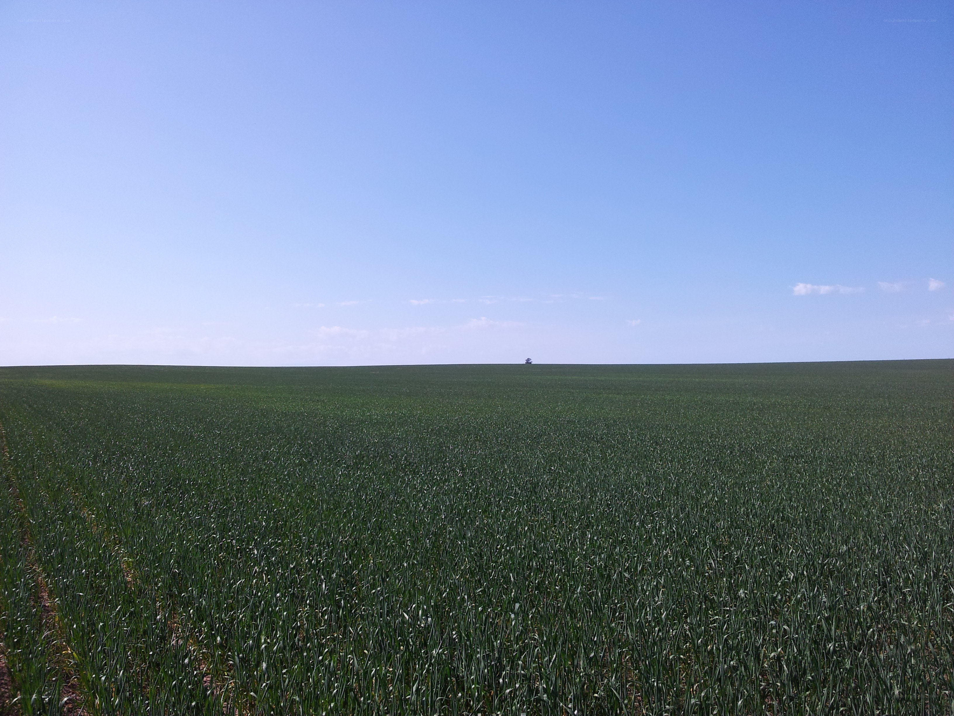 Vast green field under blue sky